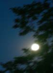 MoonThroughTrees0859